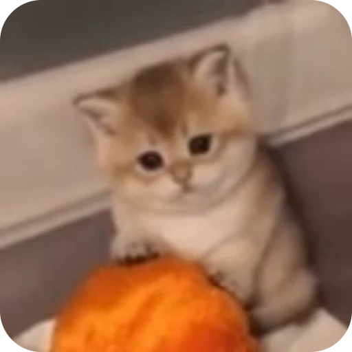 😔 Стикер «kitties» для Telegram