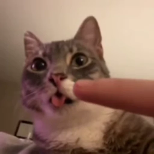 🌟 Стикер «kitties» для Telegram