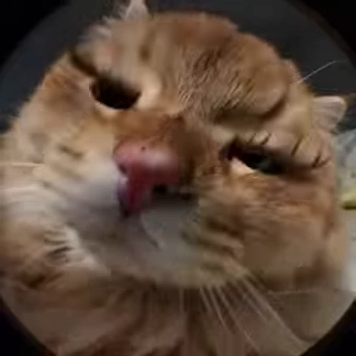 💅 Стикер «kitties» для Telegram