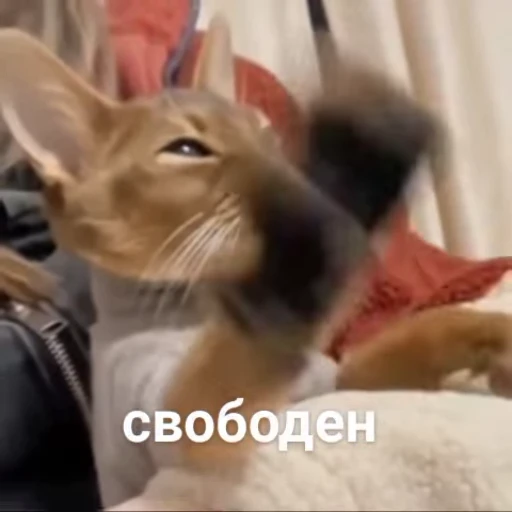 🌟 Стикер «kitties» для Telegram