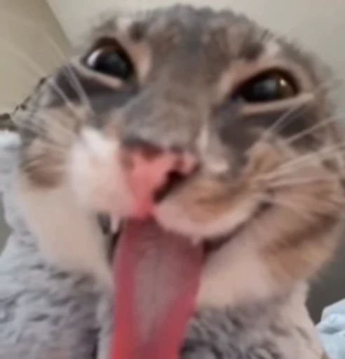 😝 Стикер «kitties» для Telegram
