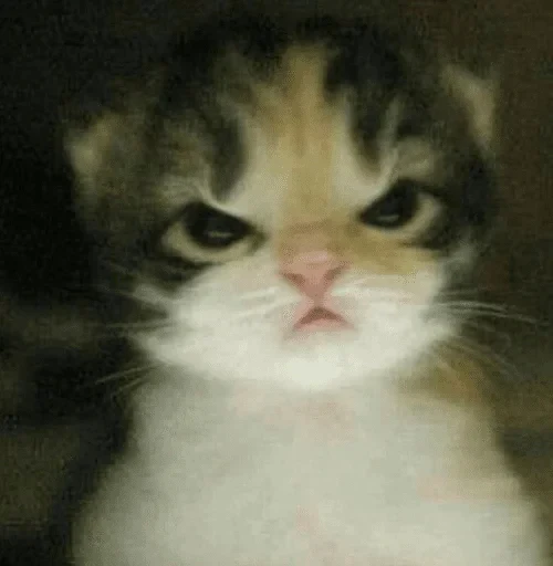 😠 Стикер «kitties» для Telegram