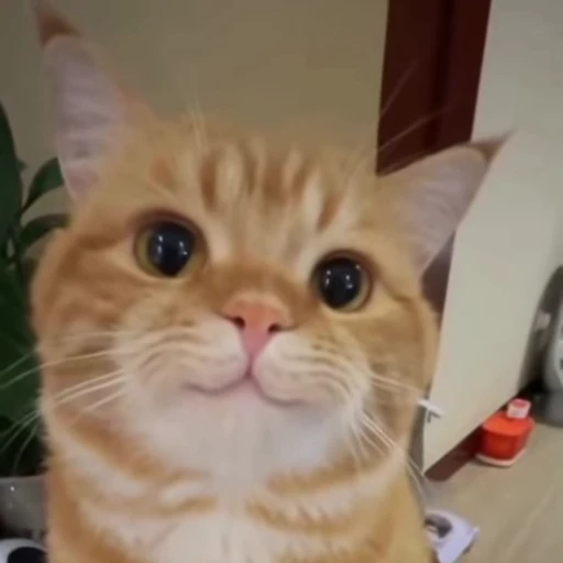😁 Стикер «kitties» для Telegram