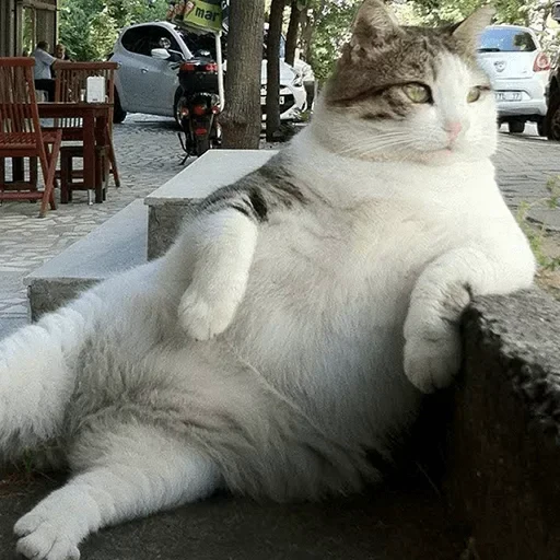 😐 Стикер «kitties» для Telegram
