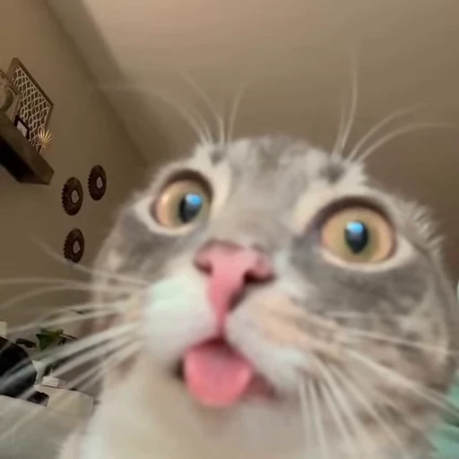 😯 Стикер «kitties» для Telegram