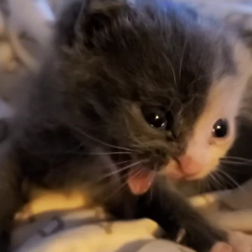 😖 Стикер «kitties» для Telegram