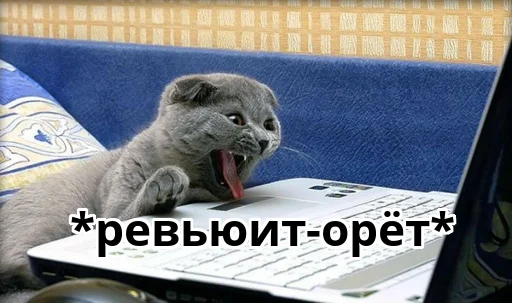 🙀 Стикер «Котики ревьюверы» для Telegram