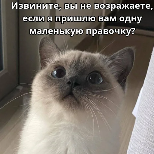 🙄 Стикер «Котики ревьюверы» для Telegram