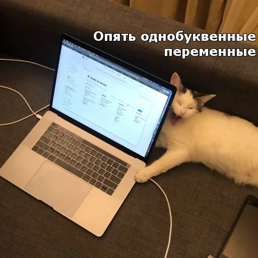 🙀 Стикер «Котики ревьюверы» для Telegram