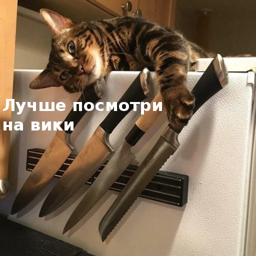 🔪 Стикер «Котики ревьюверы» для Telegram