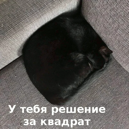 ⬛️ Стикер «Котики ревьюверы» для Telegram