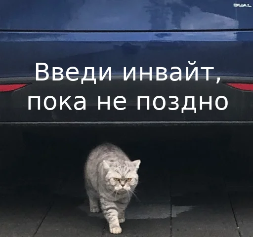 🚙 Стикер «Котики ревьюверы» для Telegram