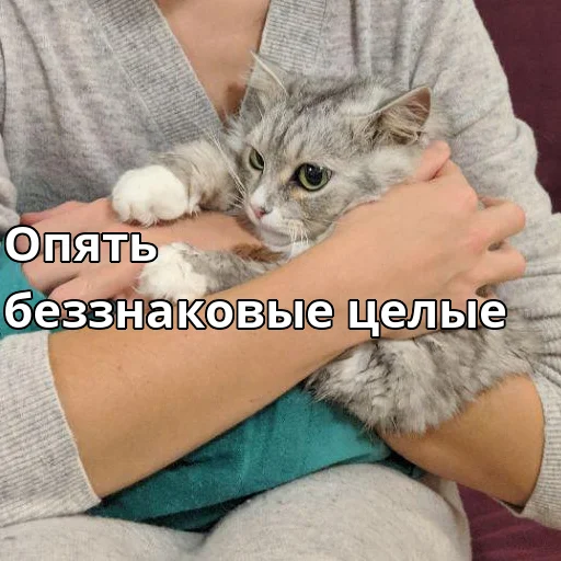 😟 Стикер «Котики ревьюверы» для Telegram