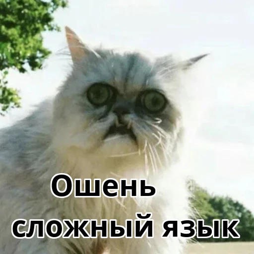 🌫 Стикер «Котики ревьюверы» для Telegram