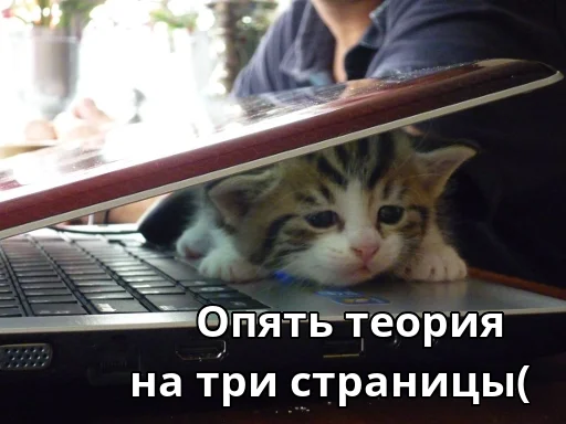 😕 Стикер «Котики ревьюверы» для Telegram