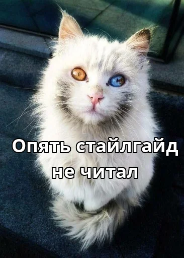 📜 Стикер «Котики ревьюверы» для Telegram