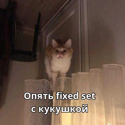 🐦 Стикер «Котики ревьюверы» для Telegram