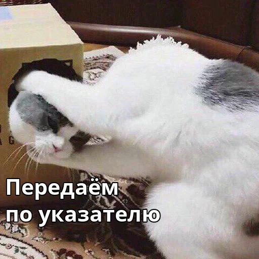 *️⃣ Стикер «Котики ревьюверы» для Telegram