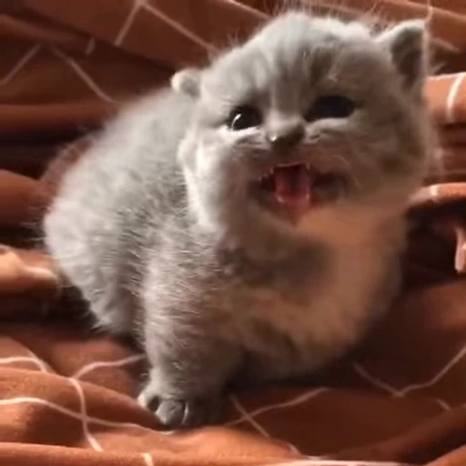 🐱 Стикер «Cats Котики» для Telegram