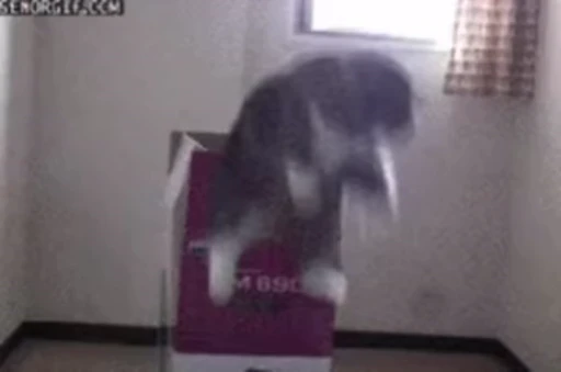 🐱 Стикер «Cats Котики» для Telegram