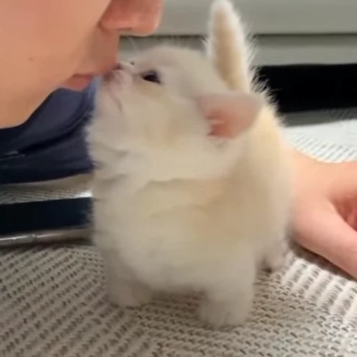 🐱 Стикер «Cats Котики» для Telegram