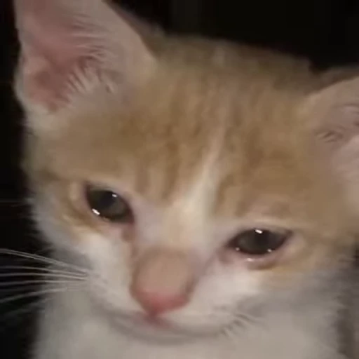 🐱 Стикер «Cats Котики» для Telegram