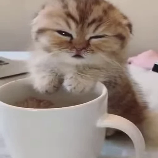 🐱 Стикер «Cats Котики» для Telegram