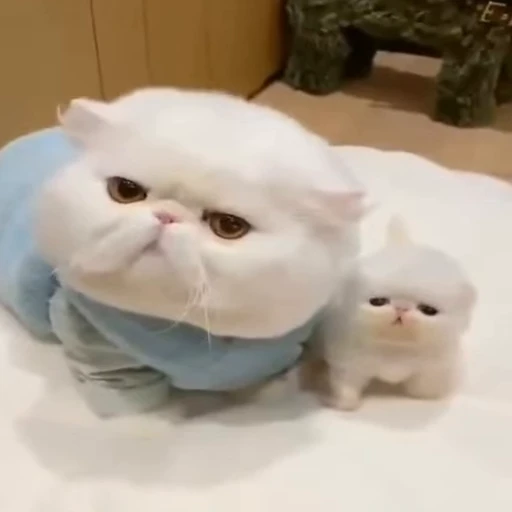 🐱 Стикер «Cats Котики» для Telegram