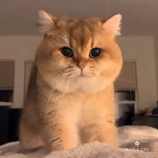 🐱 Стикер «Cats Котики» для Telegram