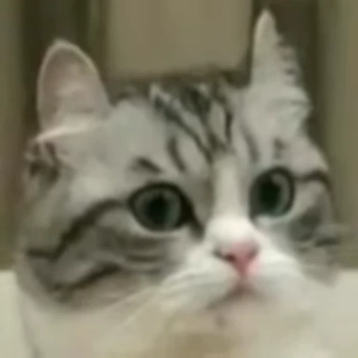 🐱 Стикер «Cats Котики» для Telegram