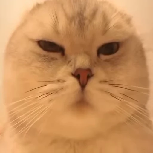 🐱 Стикер «Cats Котики» для Telegram
