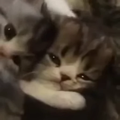 🐱 Стикер «Cats Котики» для Telegram