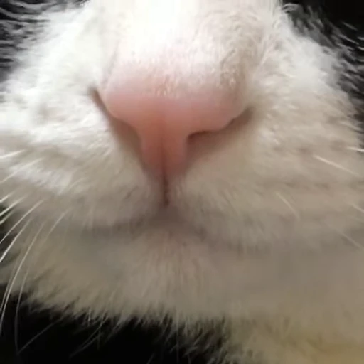 Стикерпак Cats Котики для Telegram