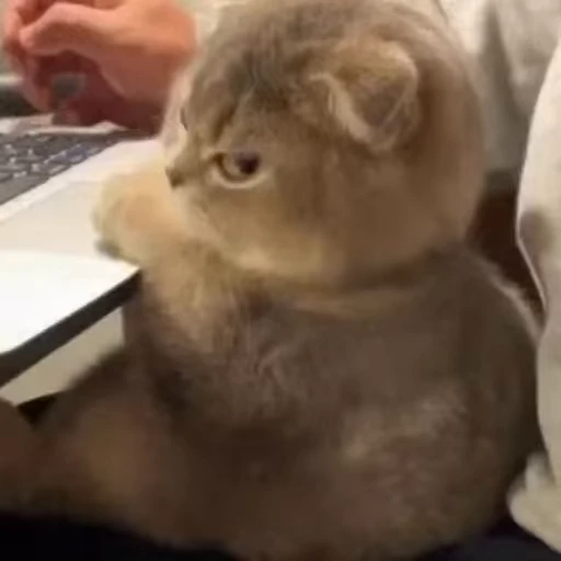 🐱 Стикер «Cats Котики» для Telegram