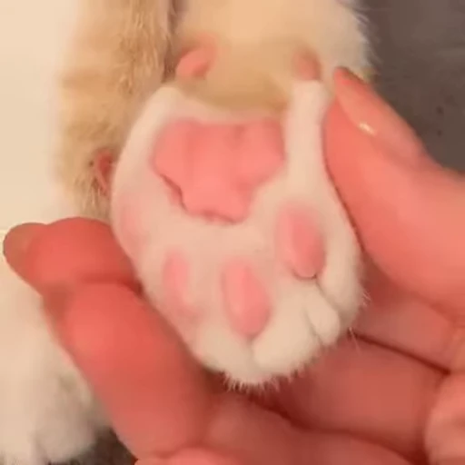 🐱 Стикер «Cats Котики» для Telegram