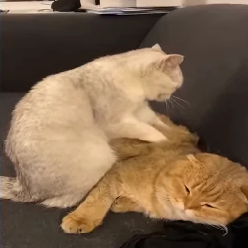 🐱 Стикер «Cats Котики» для Telegram
