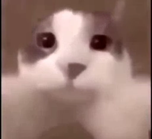 🐱 Стикер «Cats Котики» для Telegram