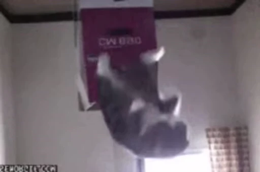 🐱 Стикер «Cats Котики» для Telegram