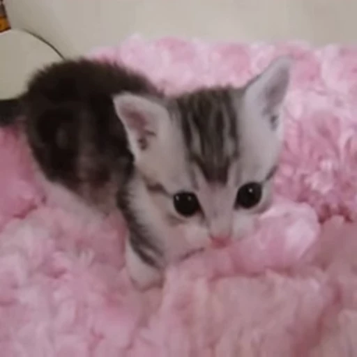 🐱 Стикер «Cats Котики» для Telegram