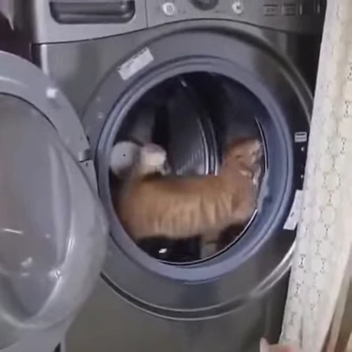🐱 Стикер «Cats Котики» для Telegram