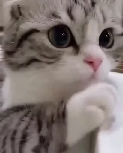 🐱 Стикер «Cats Котики» для Telegram