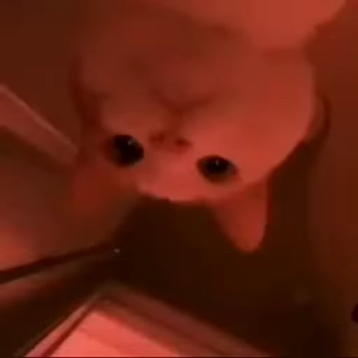 🐱 Стикер «Cats Котики» для Telegram
