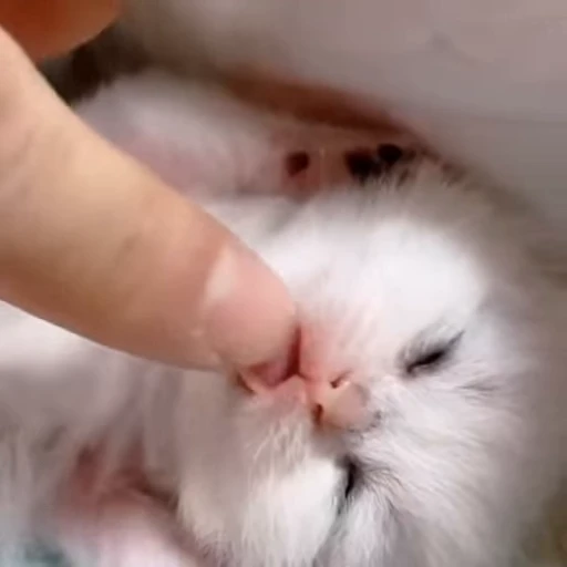 🐱 Стикер «Cats Котики» для Telegram