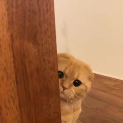🐱 Стикер «Cats Котики» для Telegram