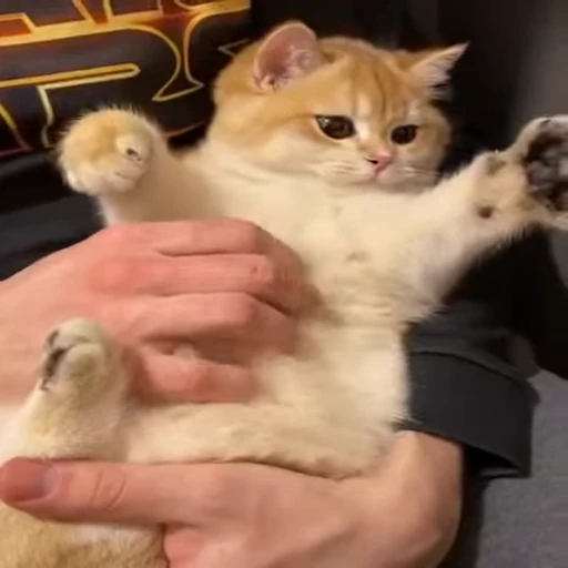 🐱 Стикер «Cats Котики» для Telegram