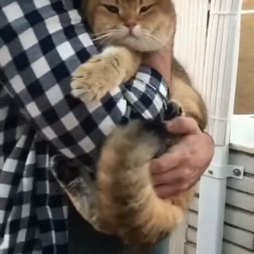 🐱 Стикер «Cats Котики» для Telegram