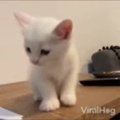 🐱 Стикер «Cats Котики» для Telegram