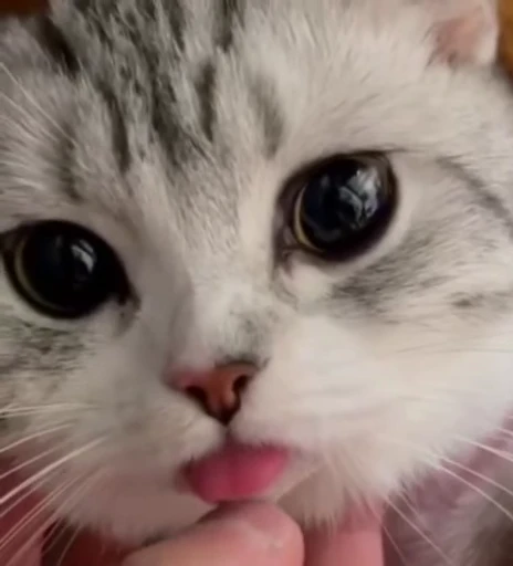 🐱 Стикер «Cats Котики» для Telegram