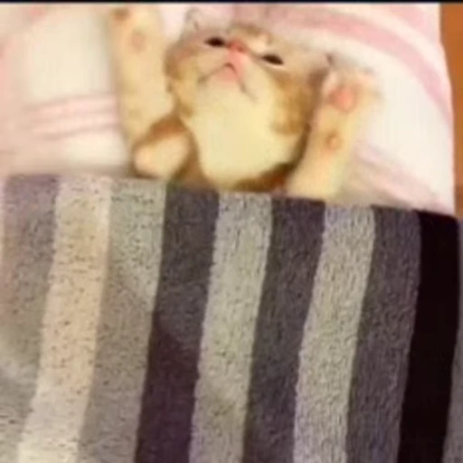 🐱 Стикер «Cats Котики» для Telegram