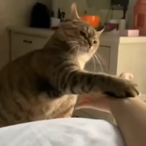 🐱 Стикер «Cats Котики» для Telegram